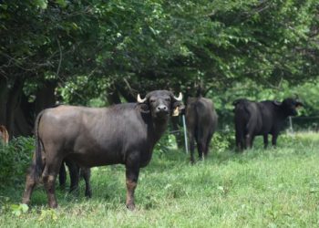 Miller’s Organic Farm: Fighting for Sustainability
