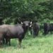 Miller’s Organic Farm: Fighting for Sustainability