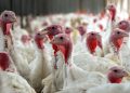 State Police Charge 11 for Abuse of Turkeys