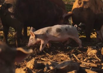 Amos Miller Hearing Postponed, Former Lawyer Withdraws