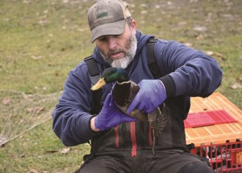 Kyle Van Why of the USDA prepares to test a duck for avian flu at Lititz Springs Park.