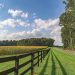 Rural field in Lancaster County.