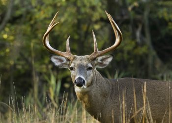 Stock image of a whitetail deer buck.