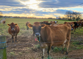 State Demands Amos Miller Stop Selling Dairy Products